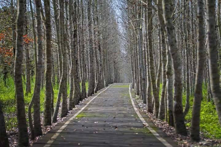 Rabbit Forest B&B Жуйсуй Экстерьер фото